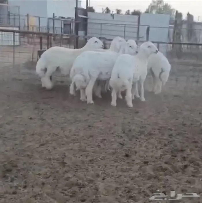 ذبايح جزلة ناهية 7