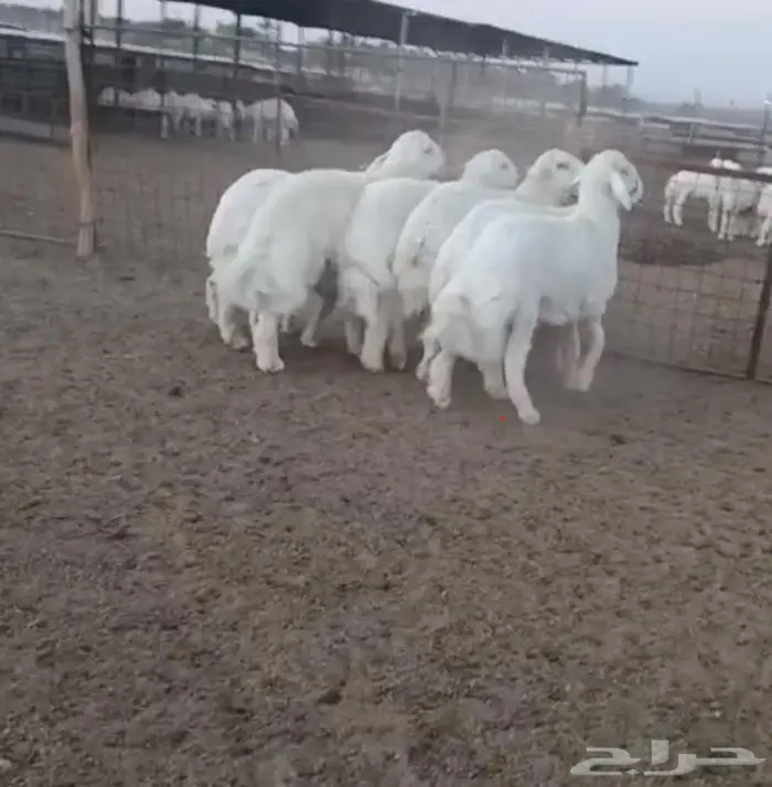 ذبايح جزلة ناهية 8