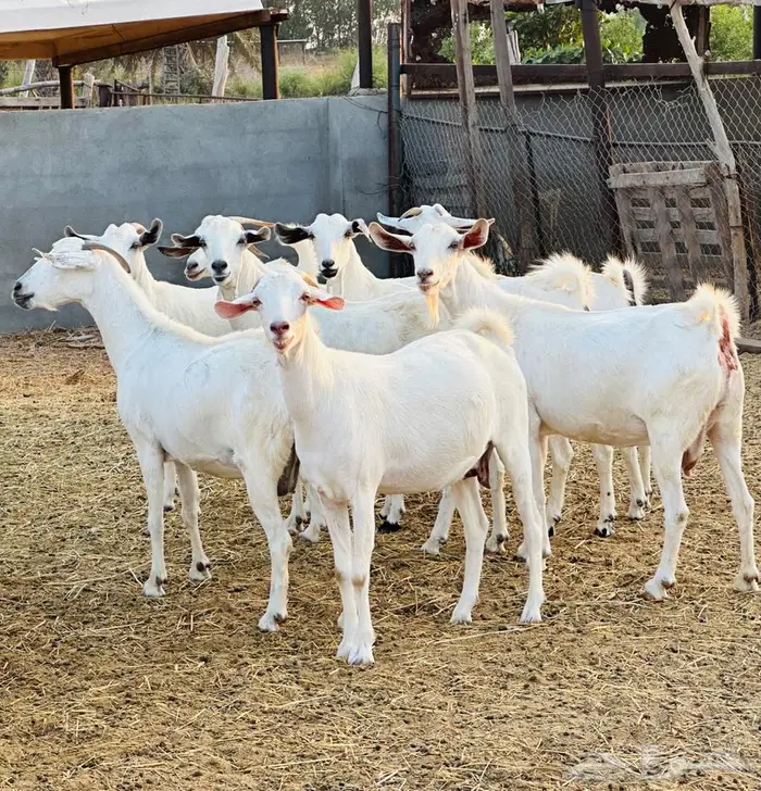 معزا بيشيات قرايب 1