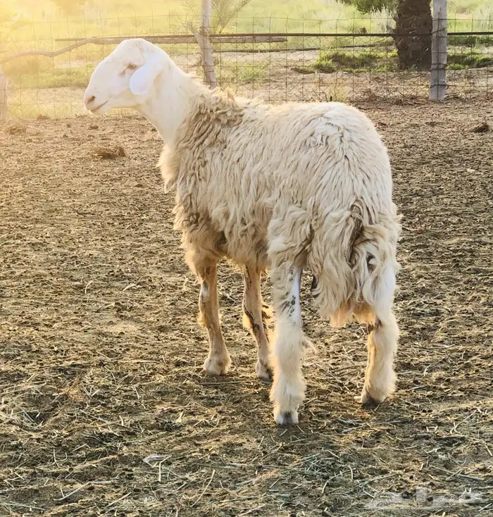 مشروع فحل حري أبرص 2