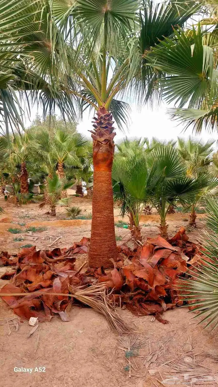 يوجد لدينا نخيل عربي ووشنطني أمريكي جميع المقسات 0