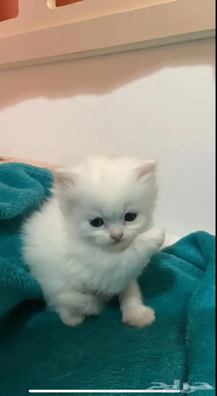 قطه للبيع 0