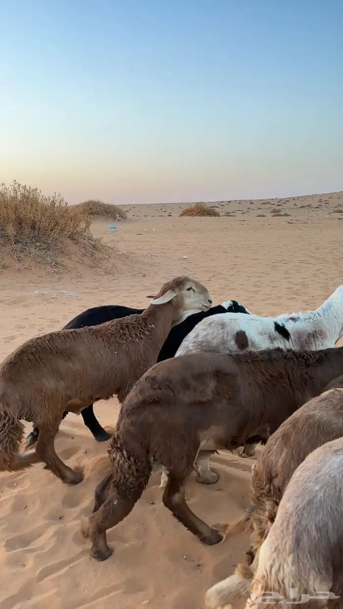 ذبائح سواكن مرابي يوجد توصيل لرياض 3