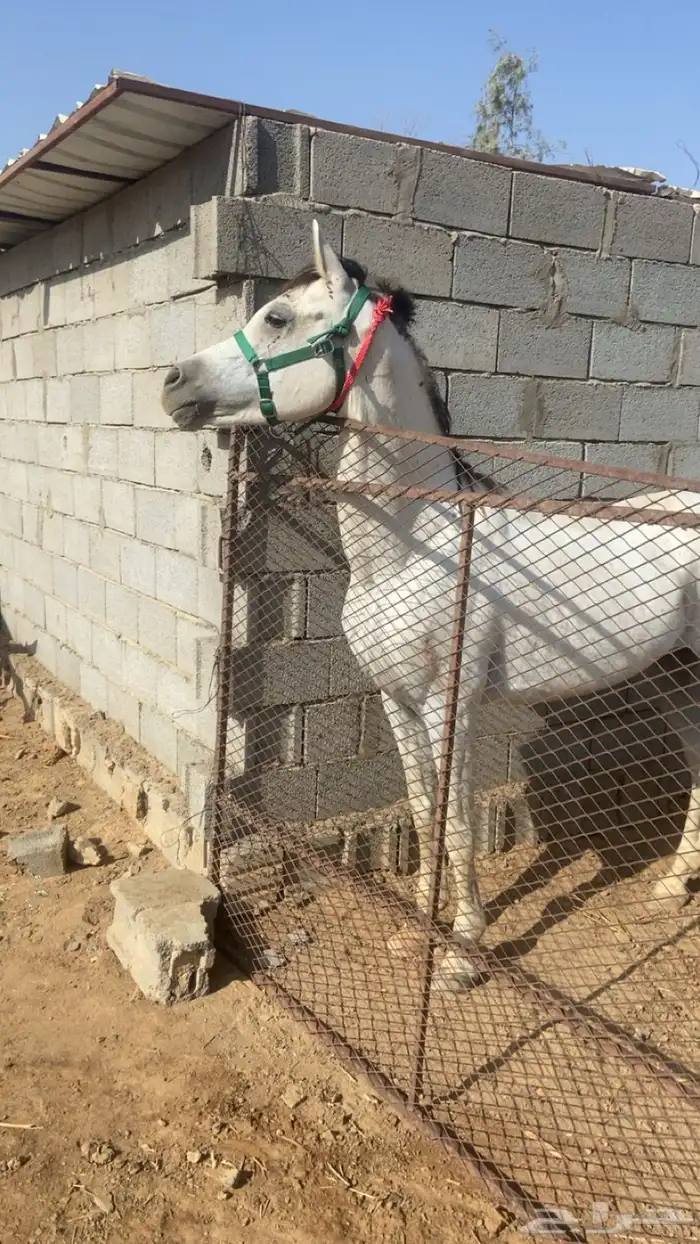 خيل 2