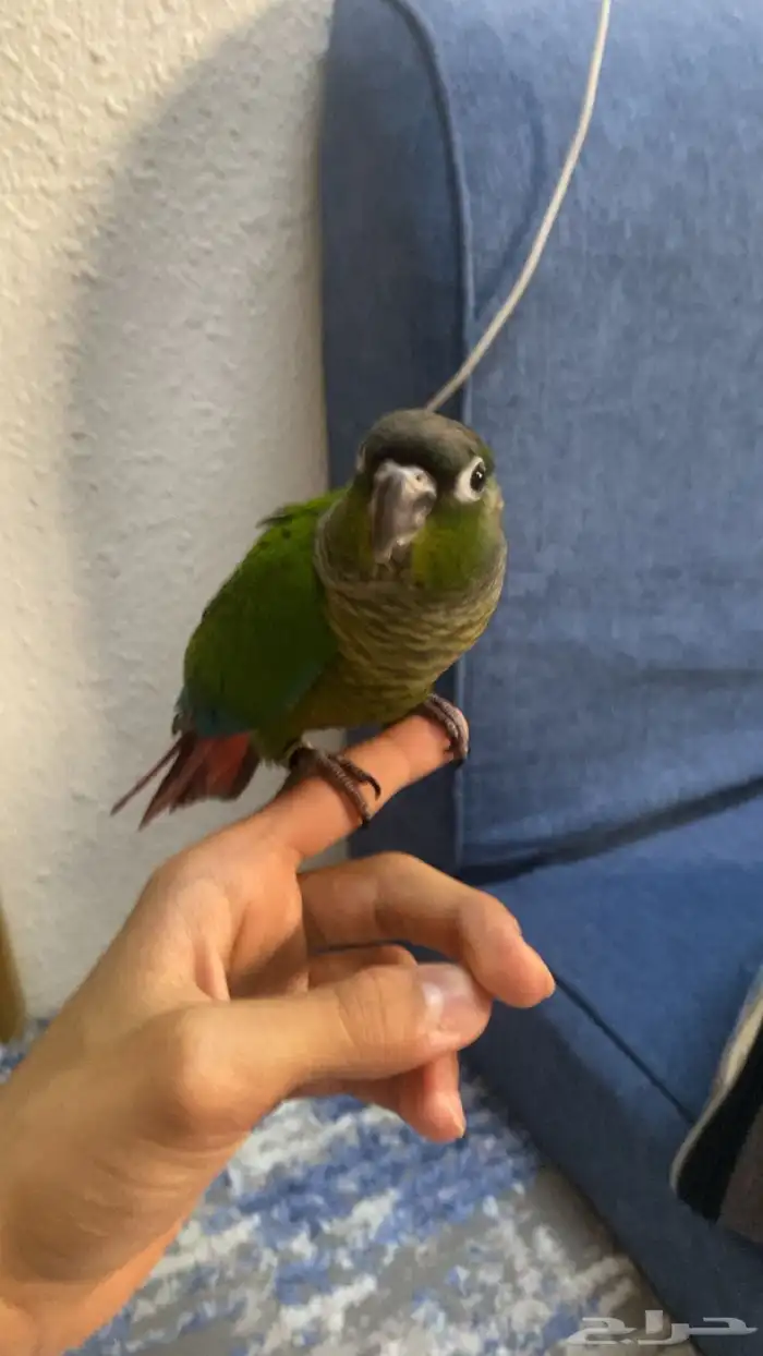 كنيور قرين شيك 1