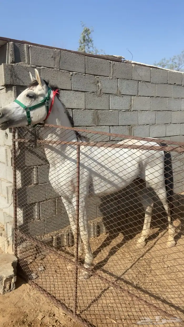 خيل 1