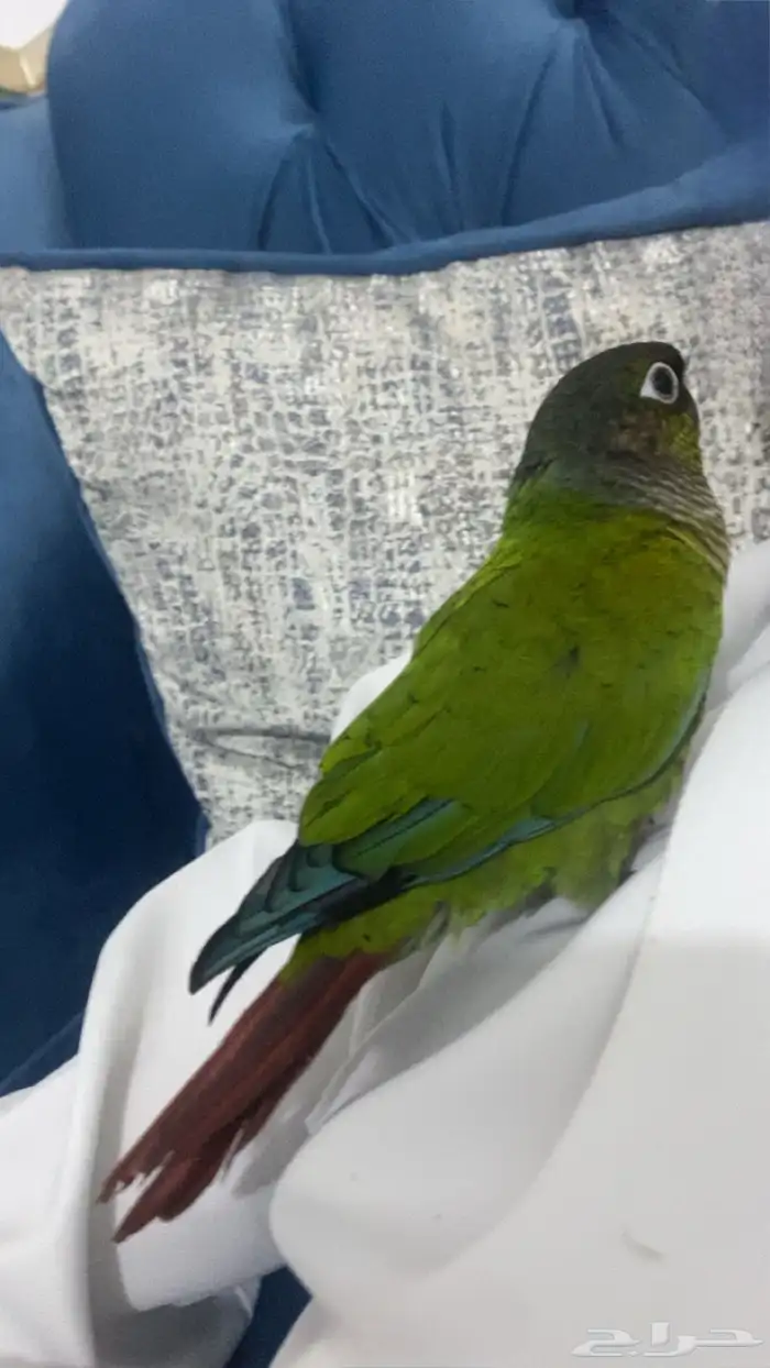 كنيور قرين شيك 3