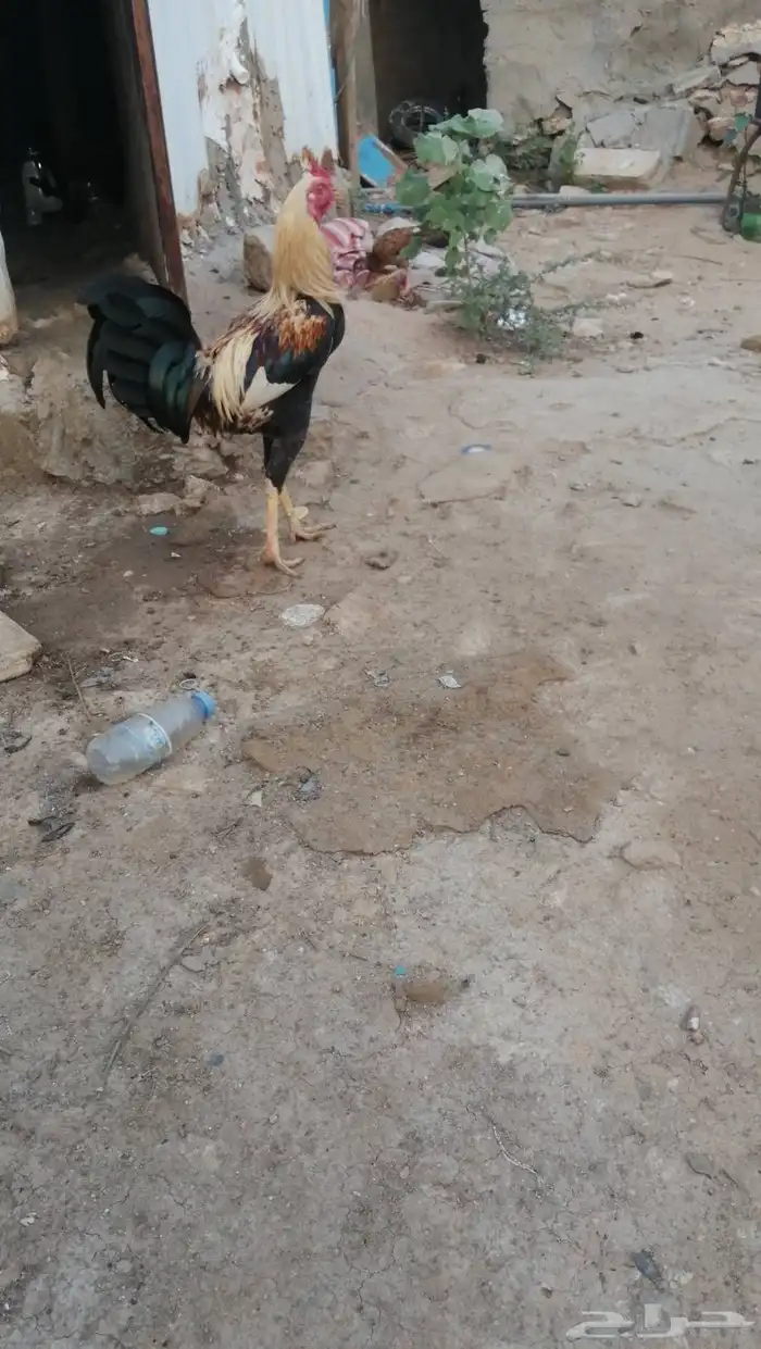 ديك للبيع الصحه جيده 0