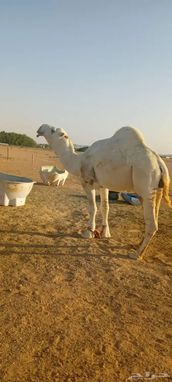 للبيع بعير كفووو سنه رباع 2