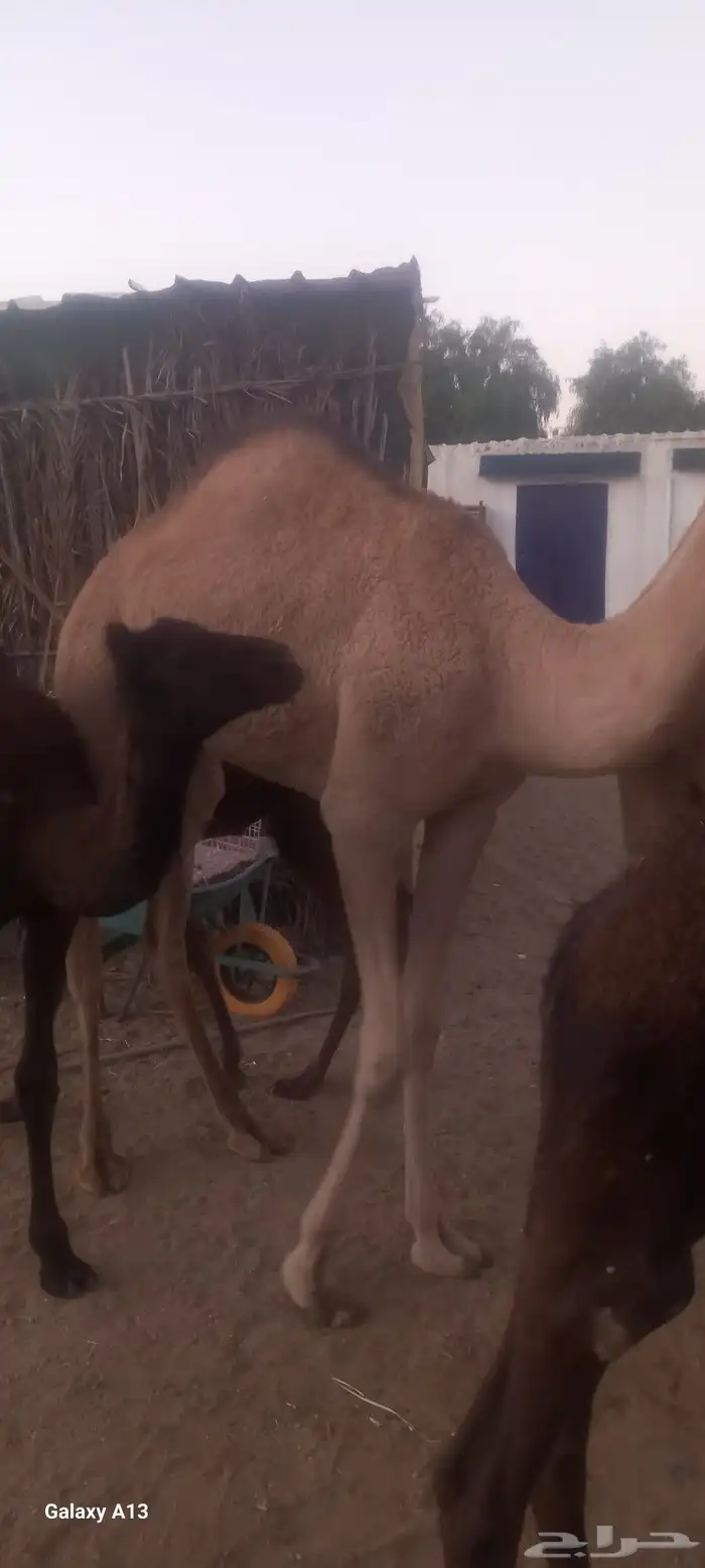 السلام عليكم بكره اللبيع طيبه سمين 0