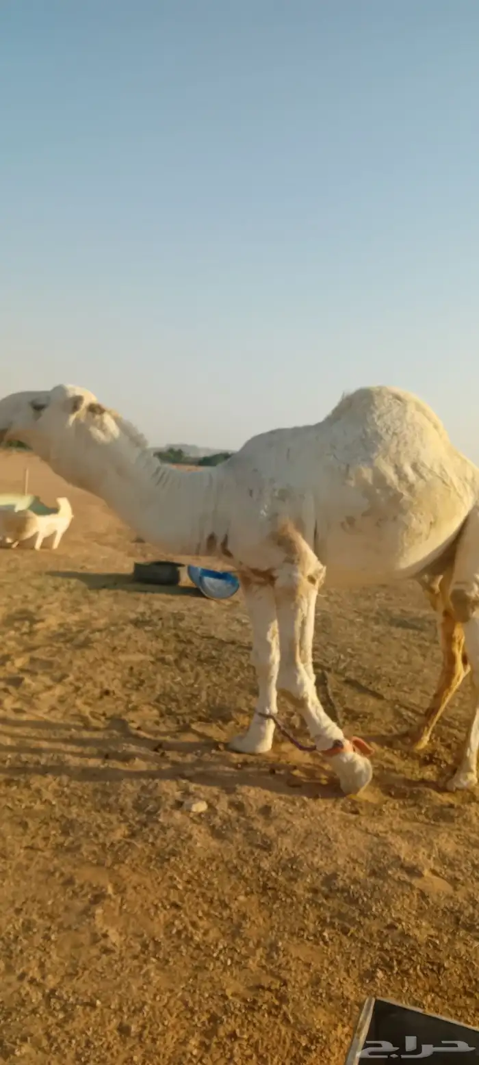 للبيع بعير كفووو سنه رباع 4