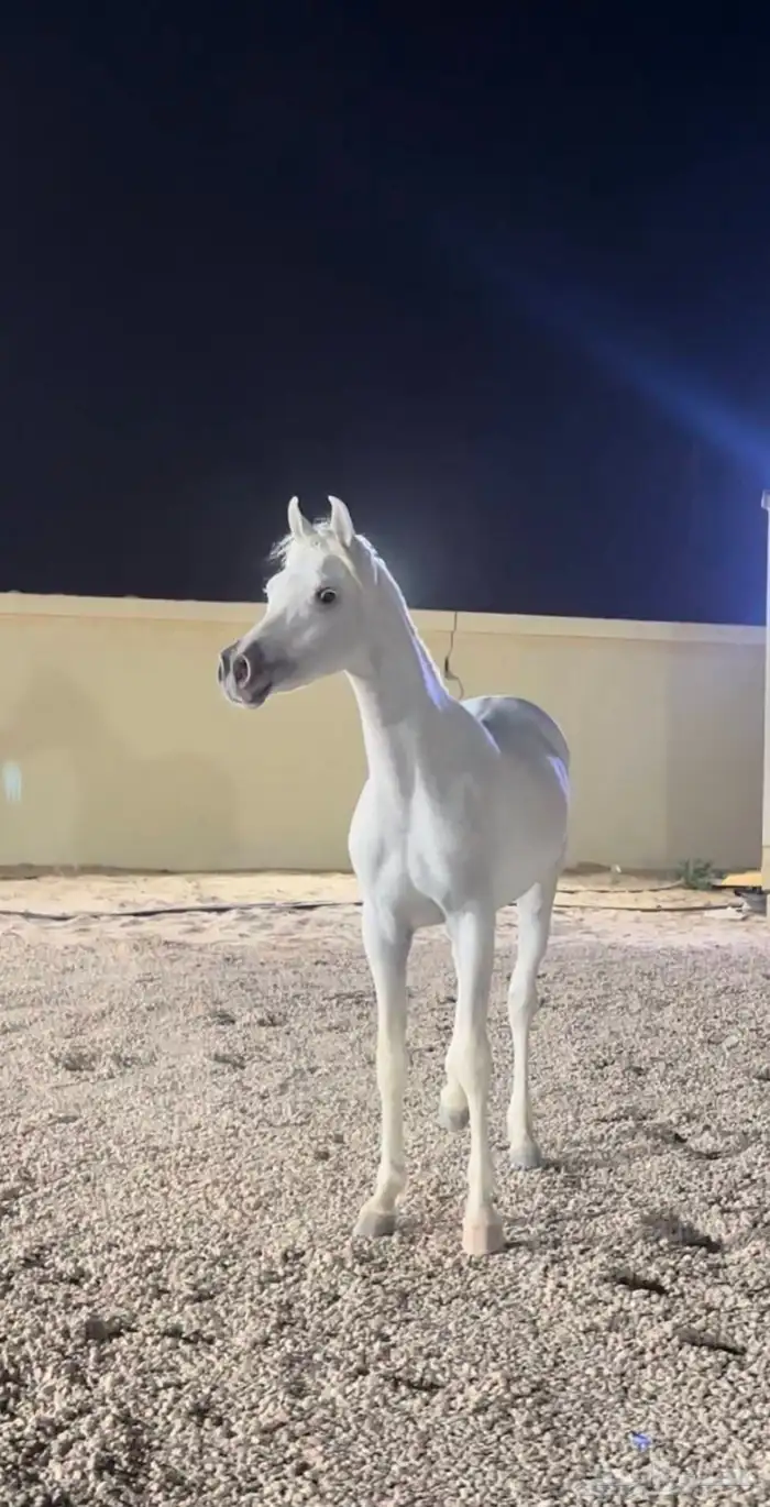مهر مستقبل فحل مربط 0