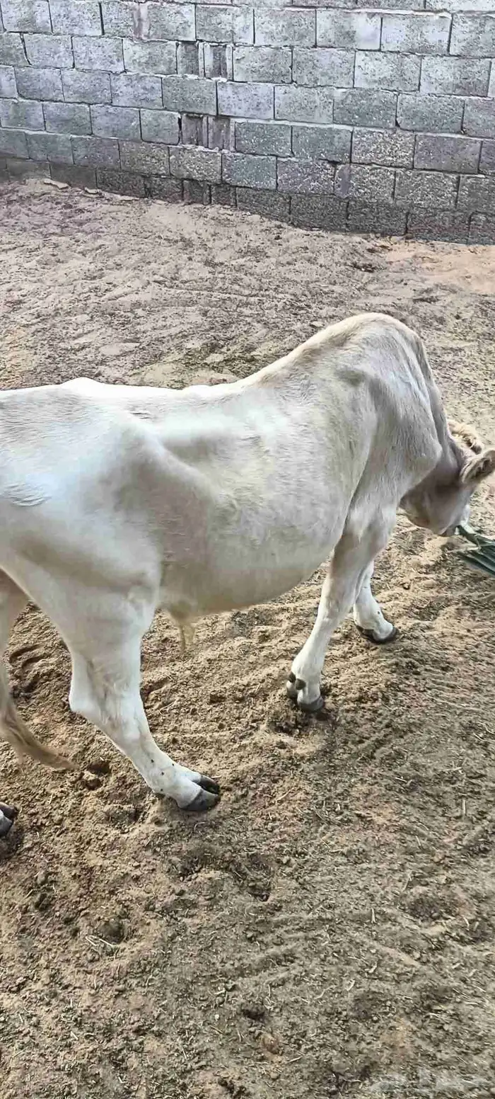 عجل ألماني (ثور) 2