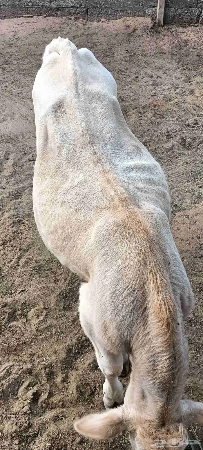 عجل ألماني (ثور) 3