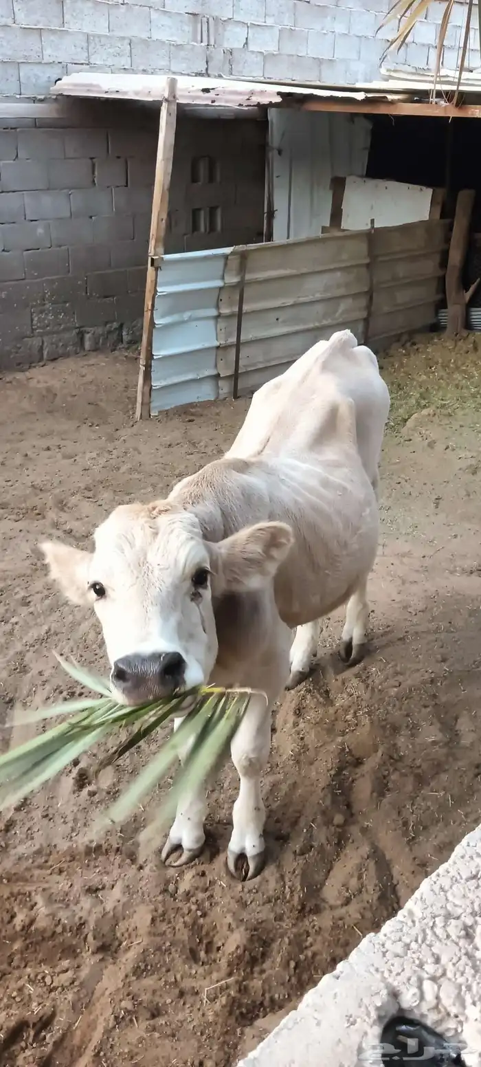 عجل ألماني (ثور) 5