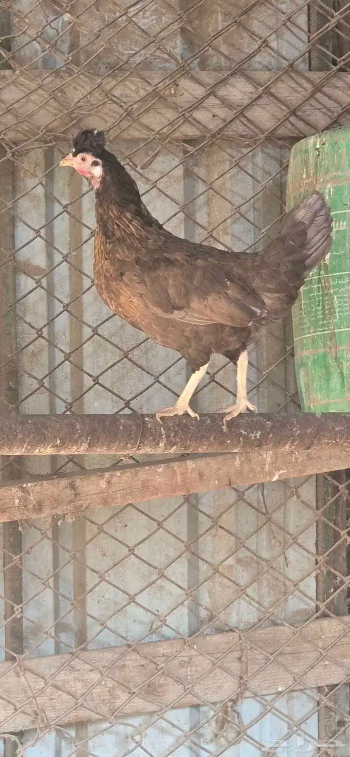 للبيع دجاجه ترثه 0
