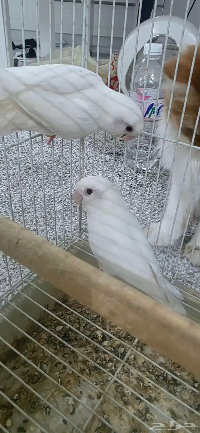 طير روز البينو 1