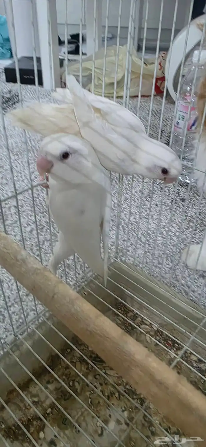 طير روز البينو 2