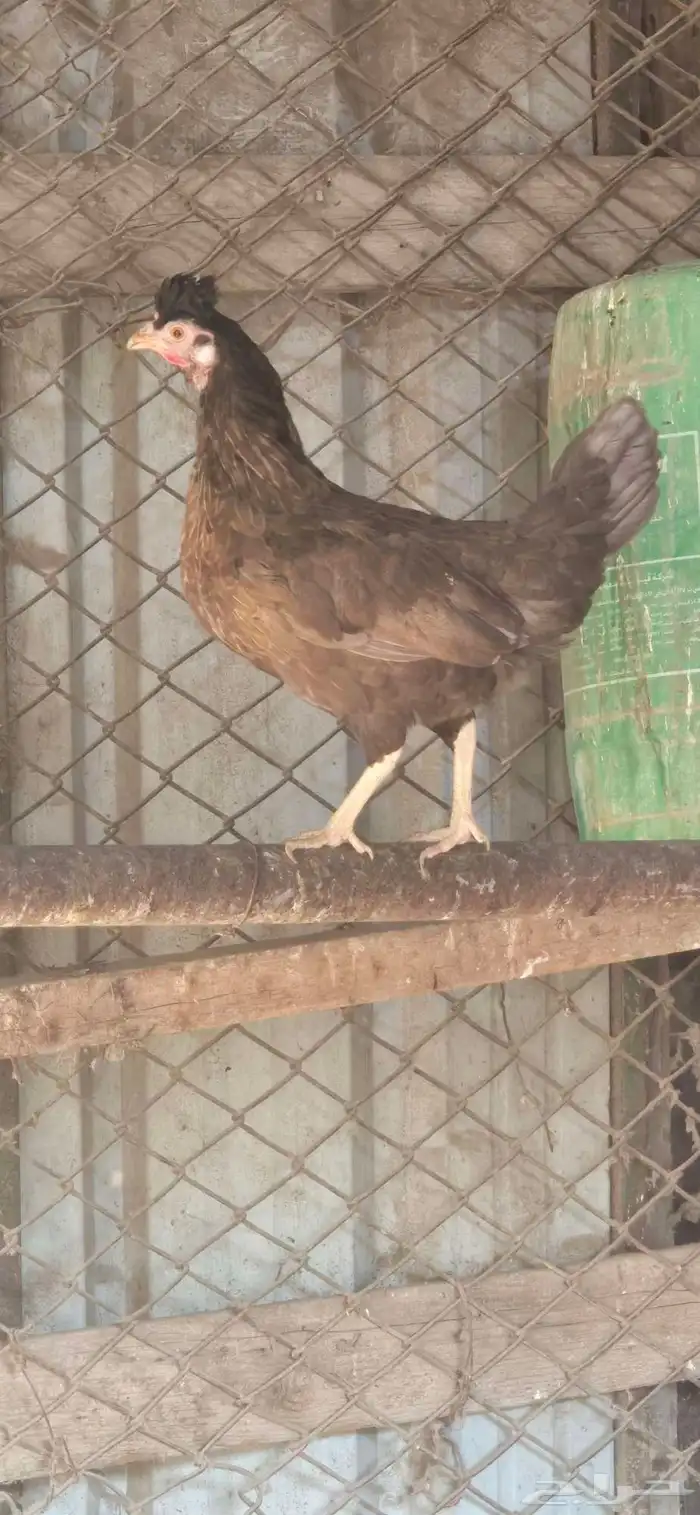 للبيع دجاجه ترثه 1