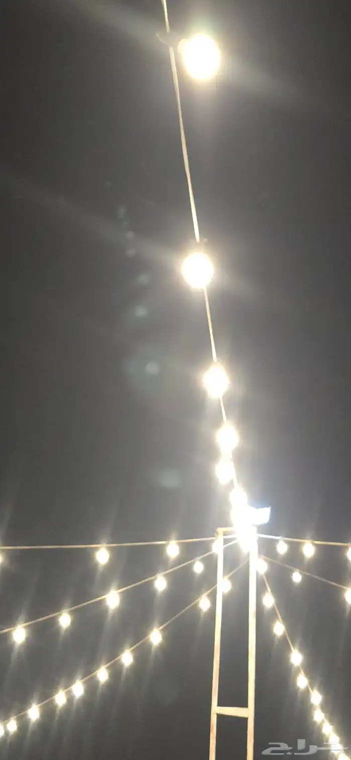 لنباة اللون اصفر 12 فلت 0