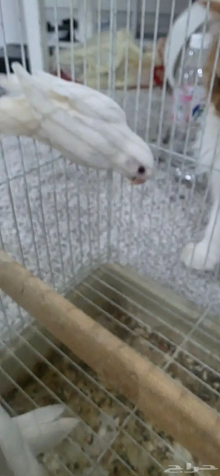 طير روز البينو 0