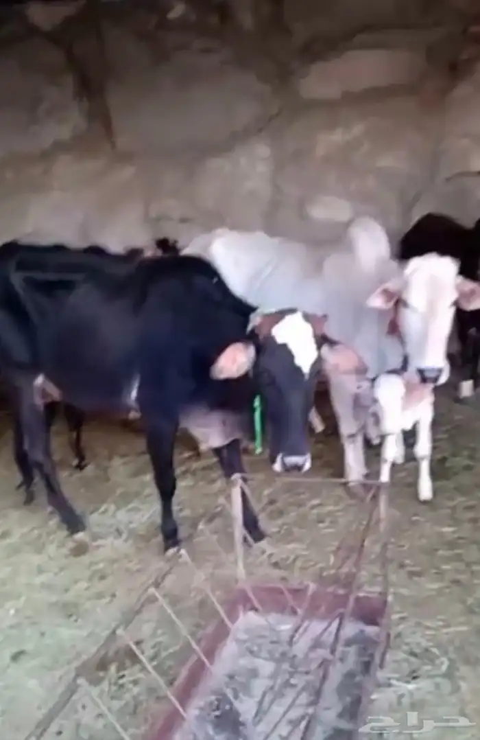 3 بقر عليه 2 وحده لقحه 0