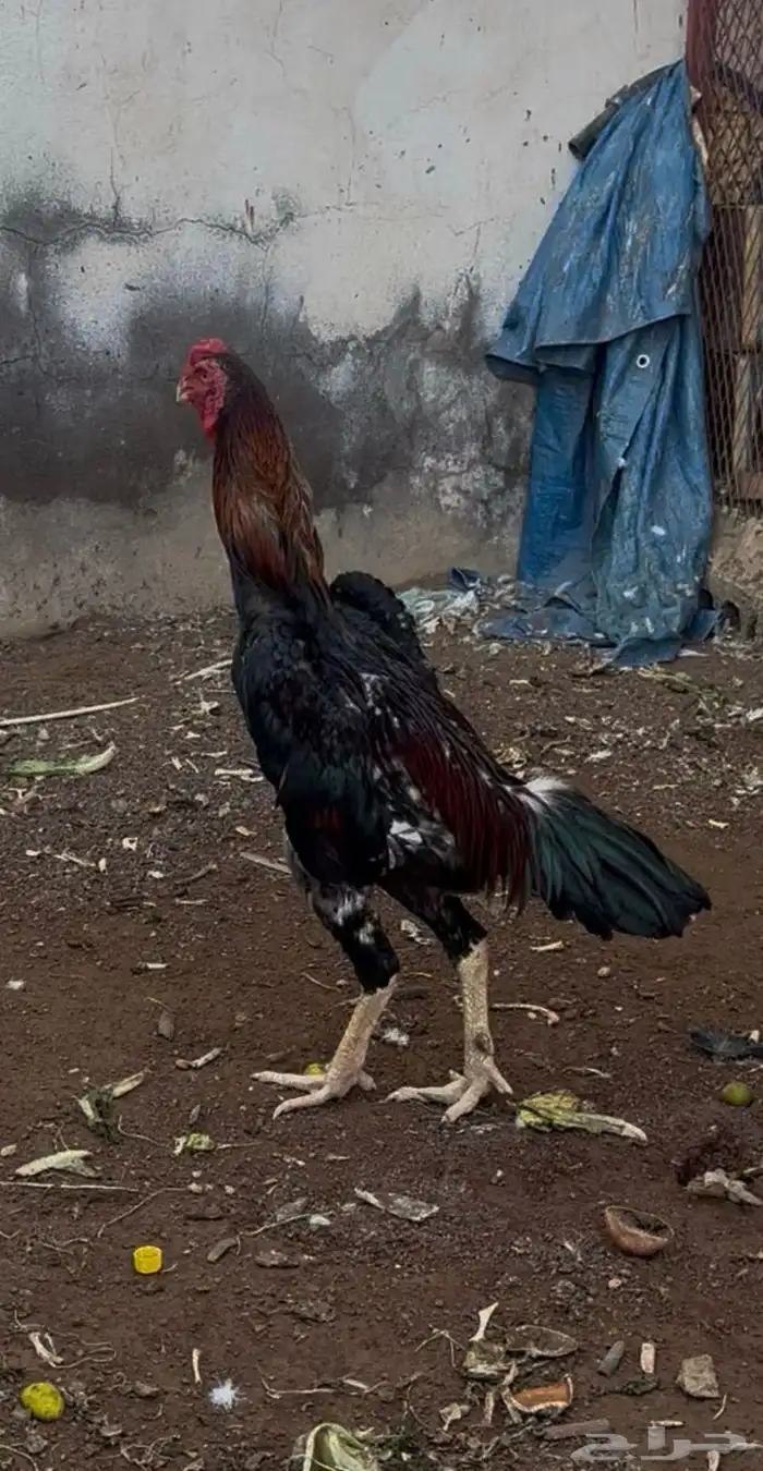 ديك شامو ياباني ودجاجه 4