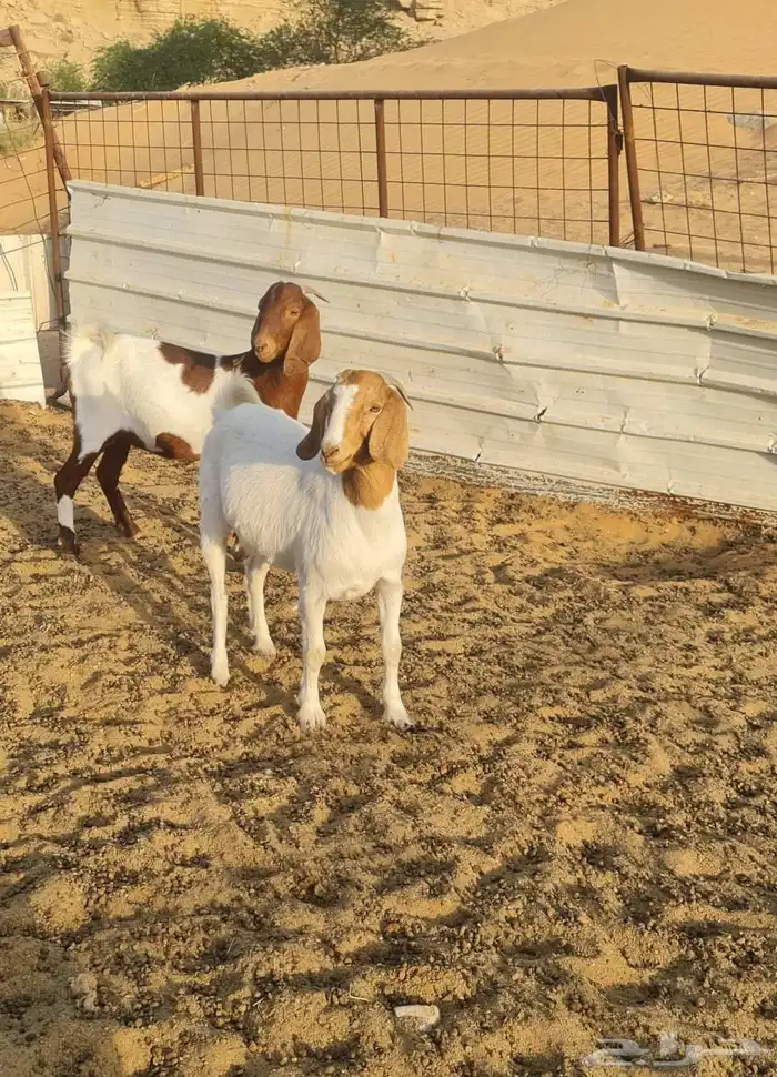 معزا توم خوات هجين البورقوت مقنوي ونظيفة 2