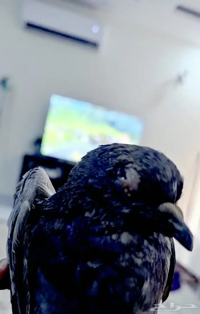 حمام مصابه الي يعرف ينقذها يجي يأخذها 1