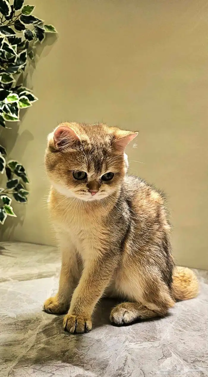قطط سكوتش ذكور للبيع 1