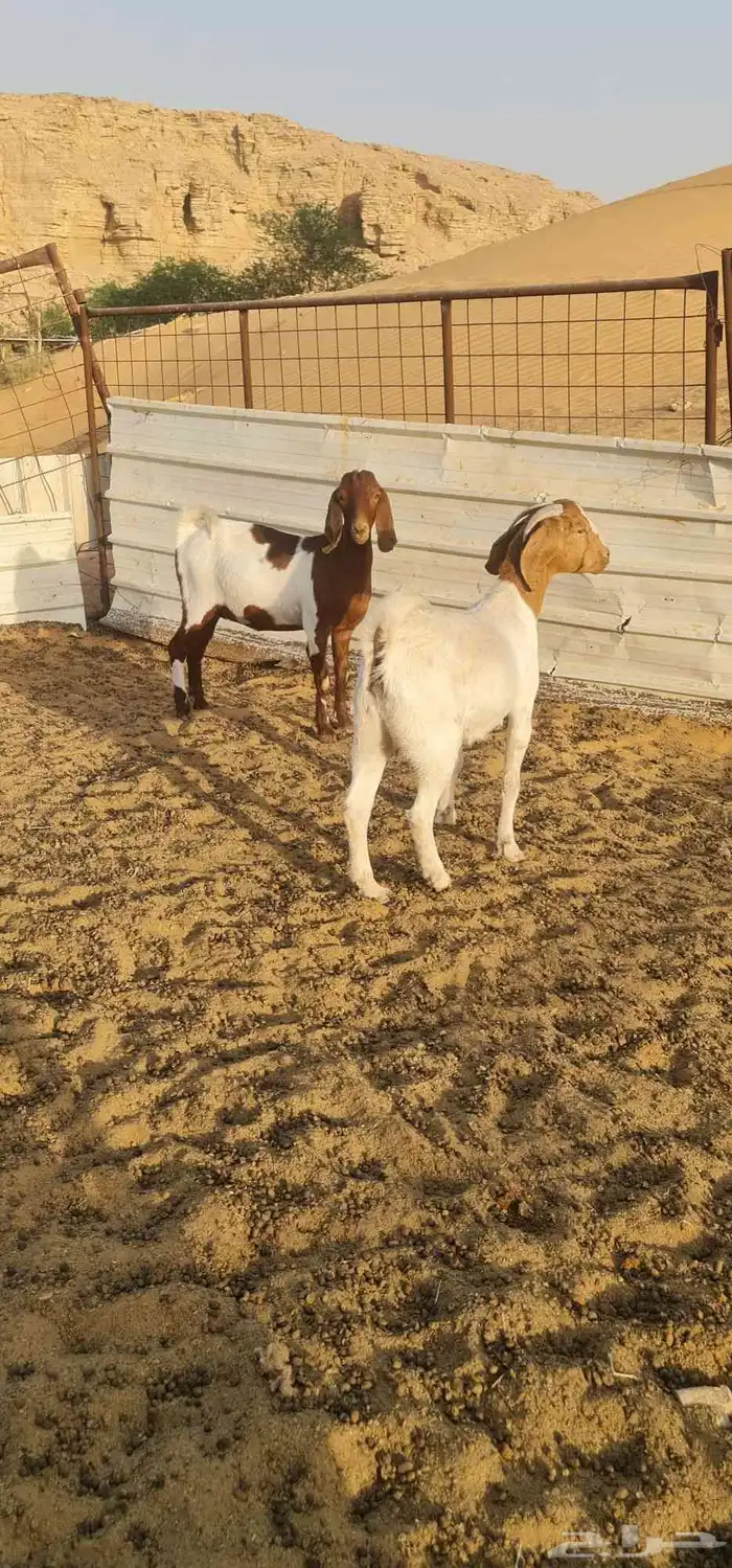 معزا توم خوات هجين البورقوت مقنوي ونظيفة 4