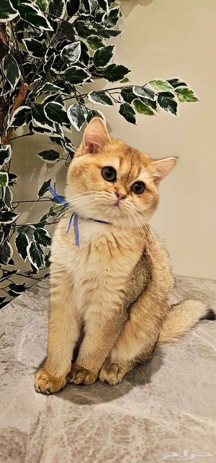 قطط سكوتش ذكور للبيع 0