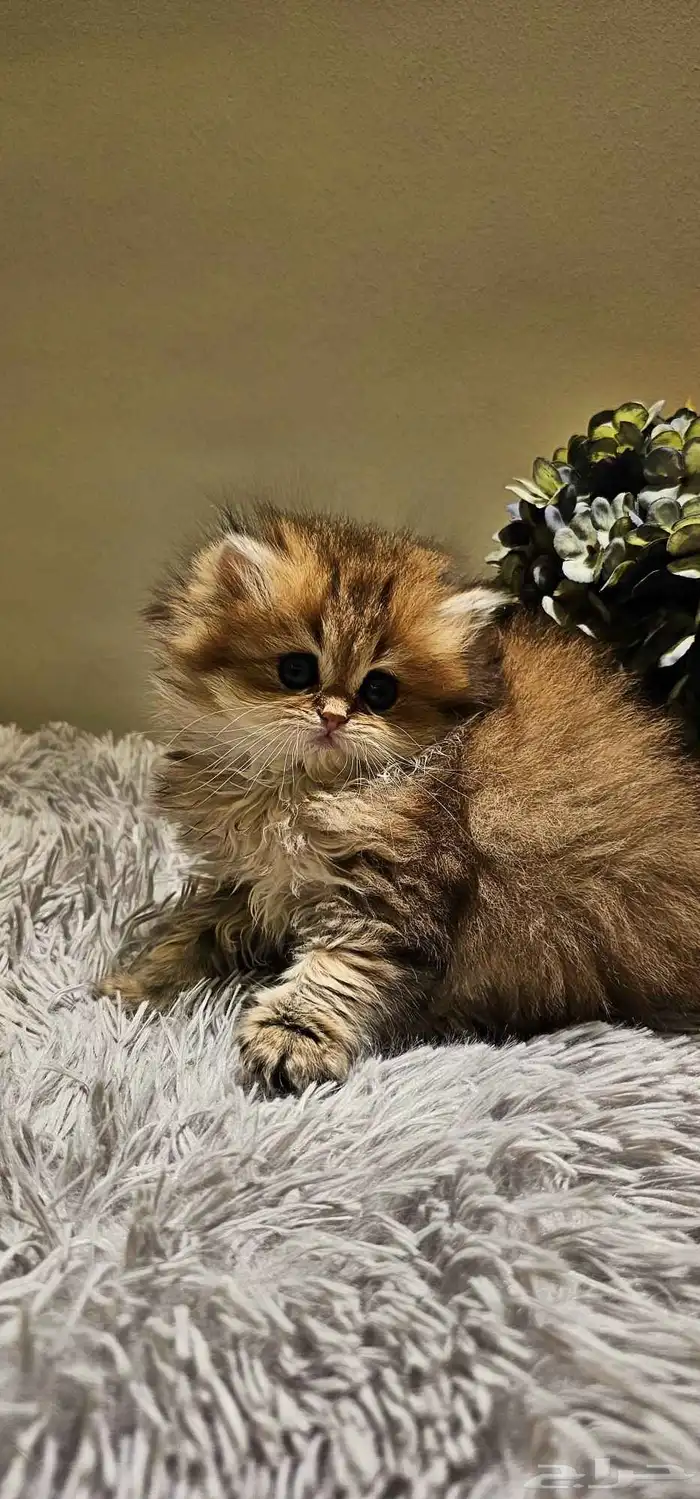 قطط صغيره _ كتن سكوتش بيور للبيع 5