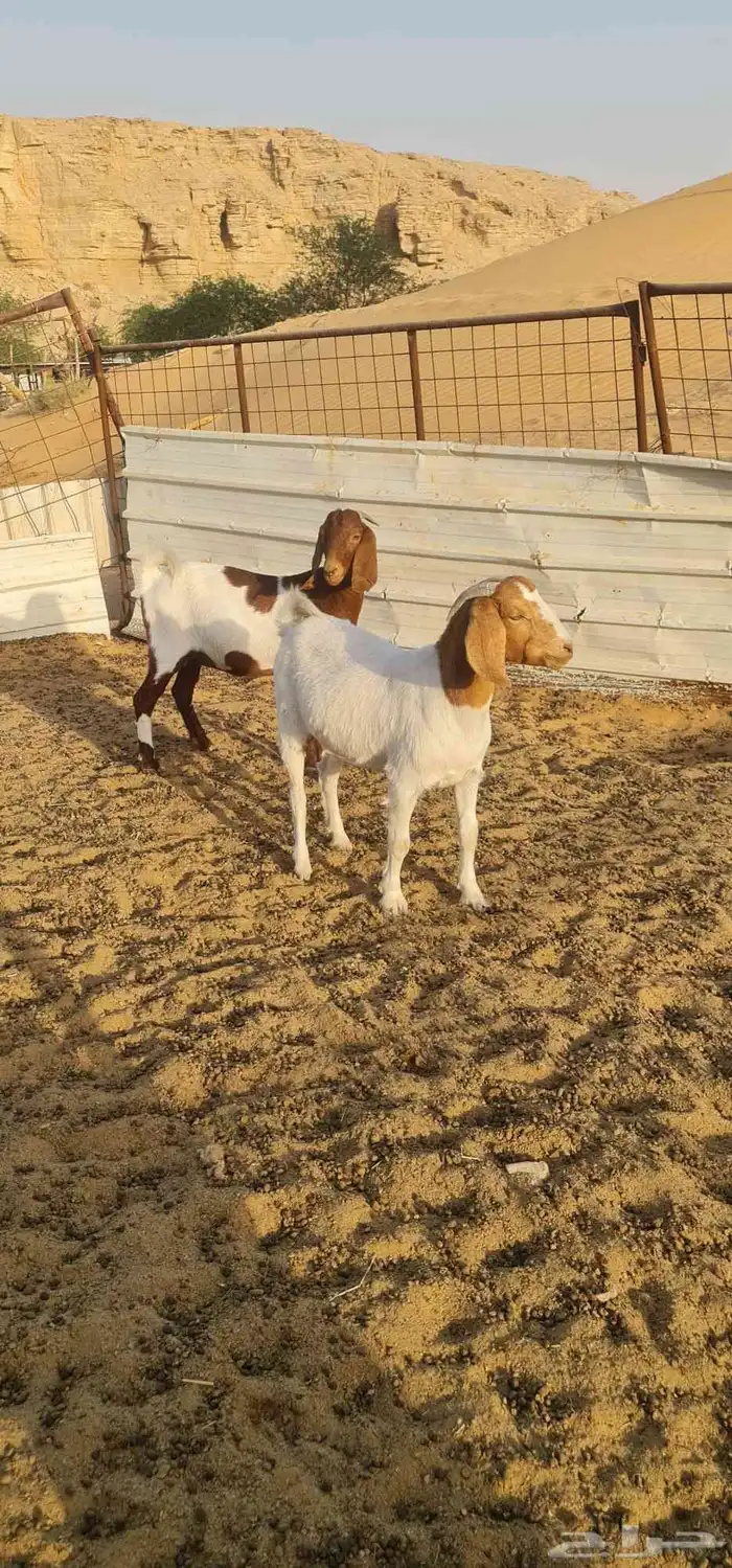 معزا توم خوات هجين البورقوت مقنوي ونظيفة 1