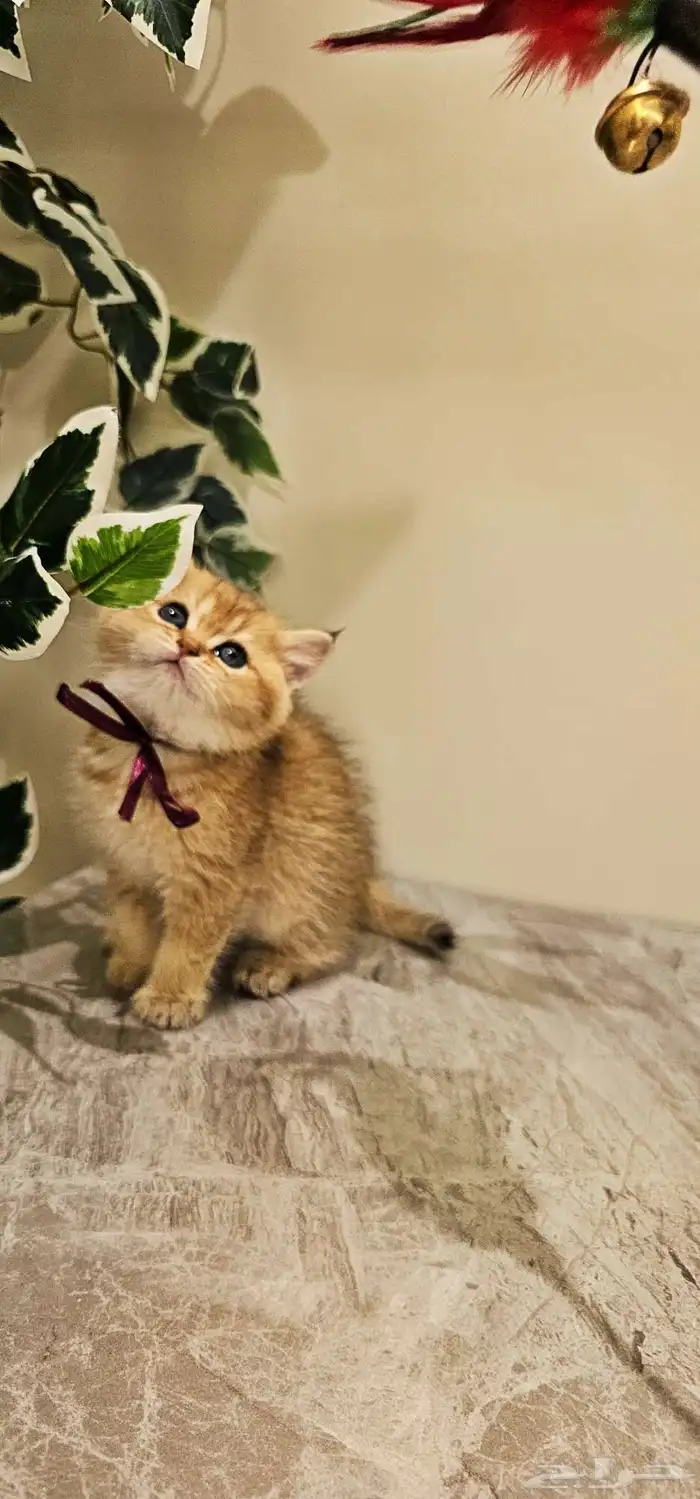 قطط صغيره _ كتن سكوتش بيور للبيع 2