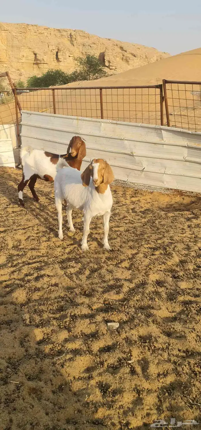 معزا توم خوات هجين البورقوت مقنوي ونظيفة 3