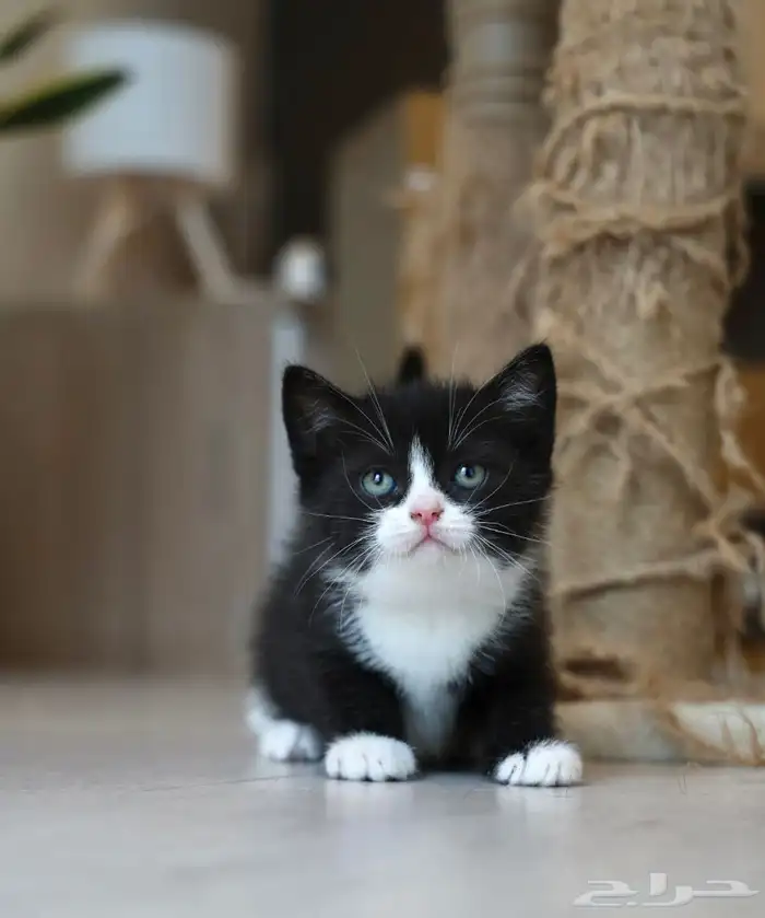 قطط برتش عرض خاص 2