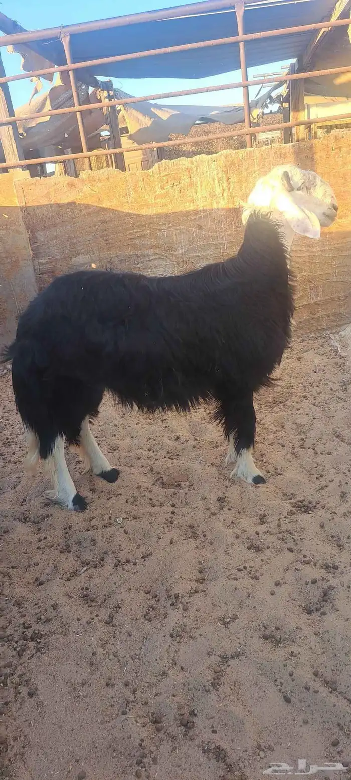 مشروع فحل نجدي 0