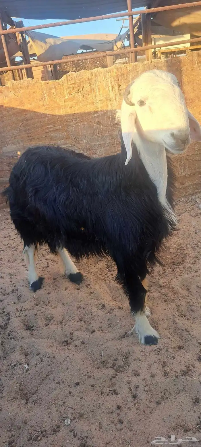 مشروع فحل نجدي 2