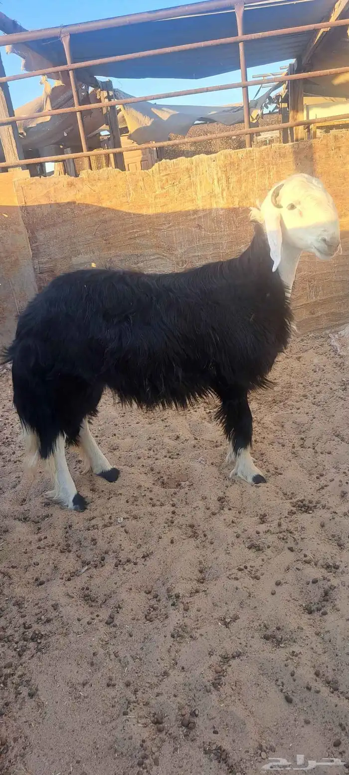 مشروع فحل نجدي 1