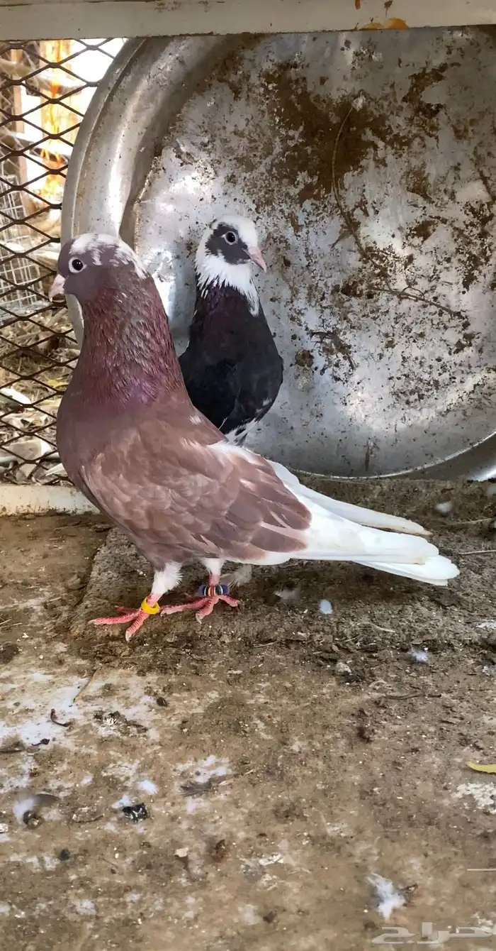 حمام قطايف 4