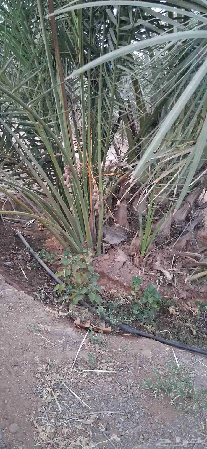 فروخ نخل وجثايث 1