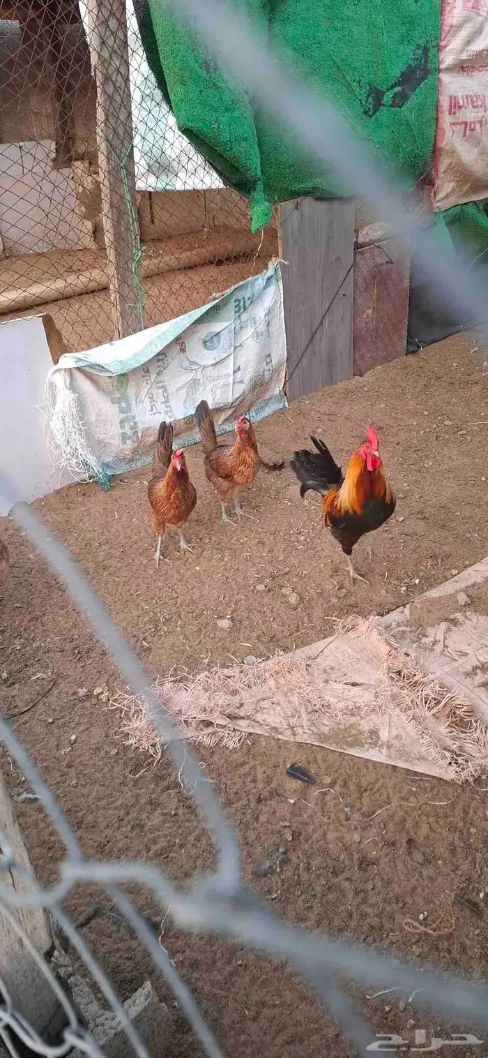 دجاج عربي 2
