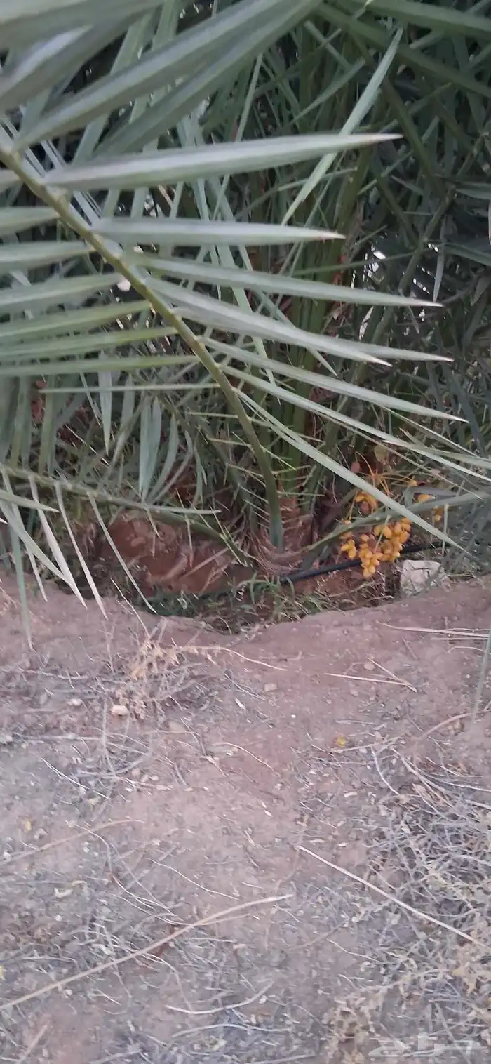 فروخ نخل وجثايث 0