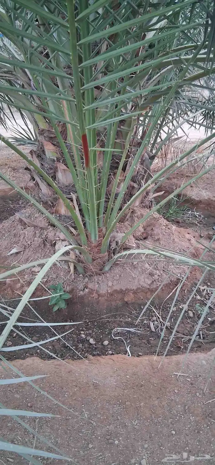 فروخ نخل وجثايث 3