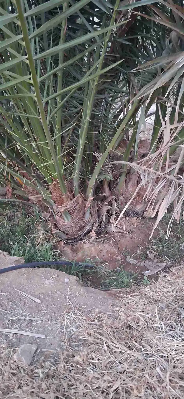 فروخ نخل وجثايث 2