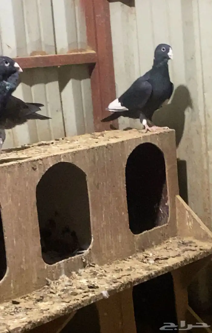 حمام تركي طيار ( شامي ) أو البدل بغير الطيور 1