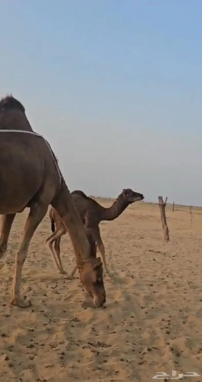 خلفه ساحليه كفو 0