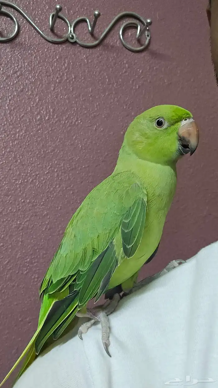 درة اليف للبيع 1