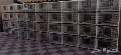 محاكر حمام مصريه index